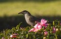 wattle bird